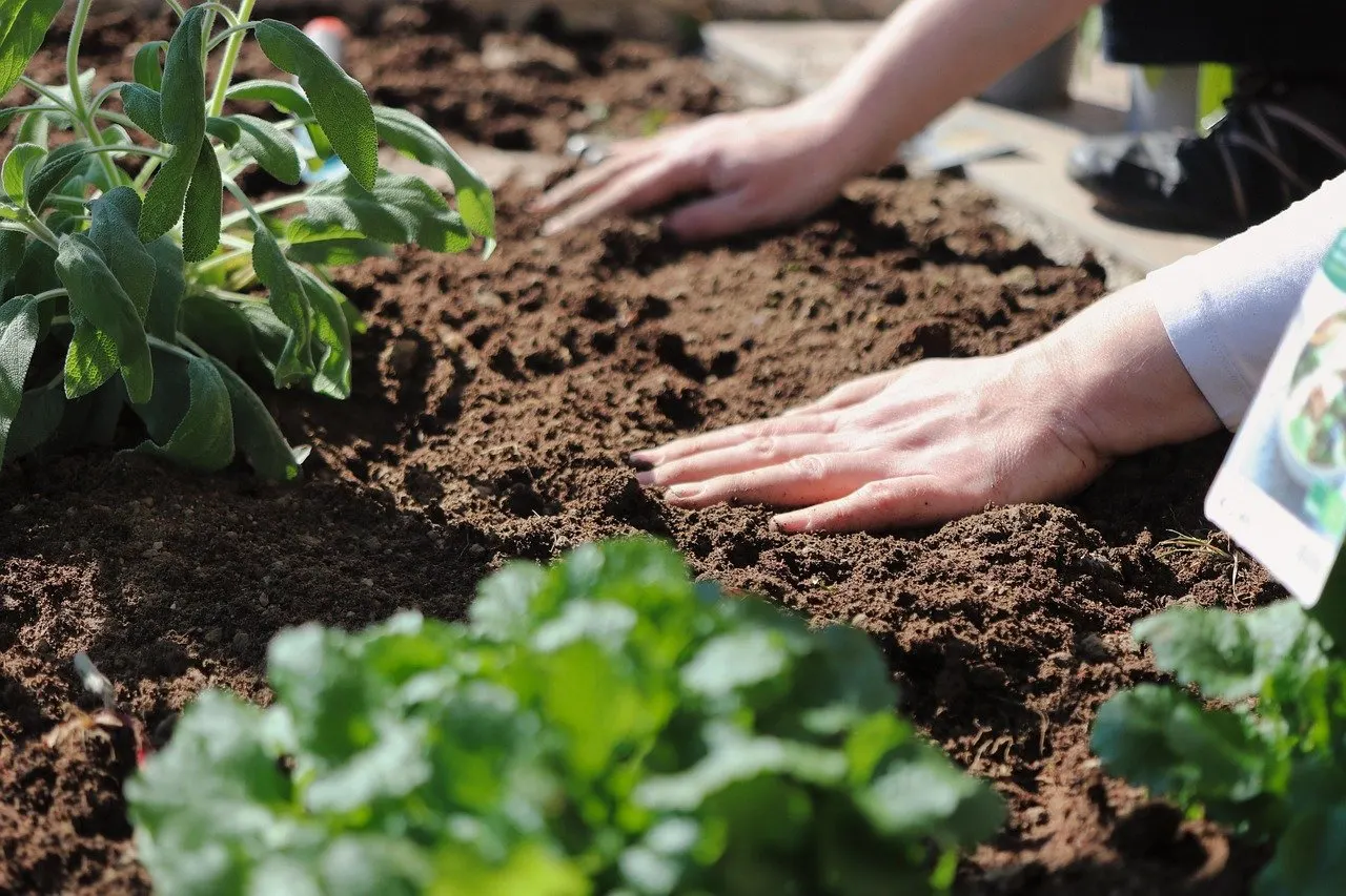 Zwei Hände arbeiten die dunkle Erde eines Gartenbeets, daneben grüne Salatpflanzen.